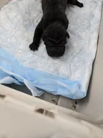 Prada , a male Chinese Shar-Pei for sale in Rochester, NY – Photo 10 of 10