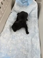 Prada , a male Chinese Shar-Pei for sale in Rochester, NY – Photo 7 of 10