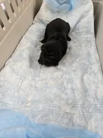 Prada , a male Chinese Shar-Pei for sale in Rochester, NY – Photo 9 of 10