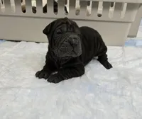 Coke a cola , a male Chinese Shar-Pei for sale in Rochester, NY – Photo 8 of 10