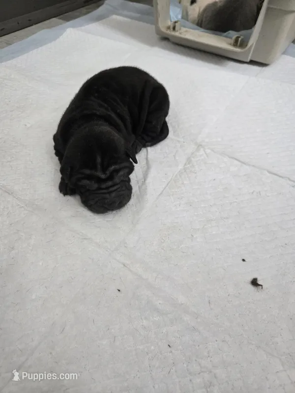 Prada  – Chinese Shar-Pei puppy for sale in Rochester, NY