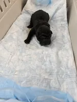 Prada , a male Chinese Shar-Pei for sale in Rochester, NY – Photo 6 of 10