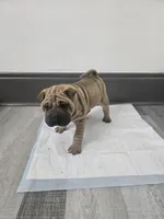 Kookie, a female Chinese Shar-Pei for sale in Rochester, NY – 2 of 8