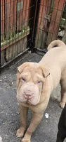 Cinnamon, a male Chinese Shar-Pei for sale in Rochester, NY – Photo 4 of 4