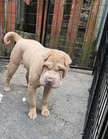 Cinnamon, a male Chinese Shar-Pei for sale in Rochester, NY – Photo 2 of 4