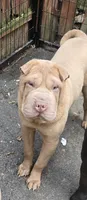 Cinnamon, a male Chinese Shar-Pei for sale in Rochester, NY – Photo 3 of 4