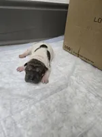Trident , a male Chinese Shar-Pei for sale in Rochester, NY – 9 of 10