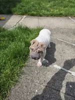 Lydia , a female Chinese Shar-Pei for sale in Rochester, NY – 6 of 10