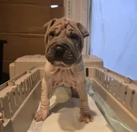 Lydia , a female Chinese Shar-Pei for sale in Rochester, NY – Photo 3 of 8