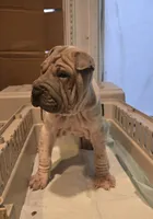 Lydia , a female Chinese Shar-Pei for sale in Rochester, NY – Photo 2 of 8