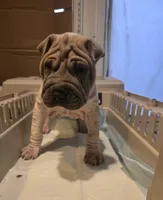 Lydia , a female Chinese Shar-Pei for sale in Rochester, NY – Photo 6 of 8