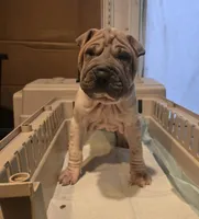 Lydia , a female Chinese Shar-Pei for sale in Rochester, NY – Photo 1 of 8