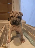 Lydia , a female Chinese Shar-Pei for sale in Rochester, NY – Photo 5 of 8