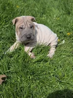 Lydia , a female Chinese Shar-Pei for sale in Rochester, NY – 2 of 10