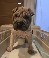 Lydia , a female Chinese Shar-Pei for sale in Rochester, NY – Photo 4 of 8