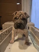 Lydia , a female Chinese Shar-Pei for sale in Rochester, NY – Photo 7 of 8