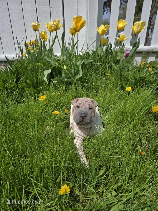 Lydia  – Chinese Shar-Pei puppy for sale in Rochester, NY