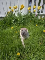 Lydia , a female Chinese Shar-Pei for sale in Rochester, NY – 1 of 10