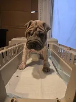 Lydia , a female Chinese Shar-Pei for sale in Rochester, NY – Photo 8 of 8