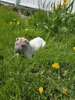 Lydia , a female Chinese Shar-Pei for sale in Rochester, NY – 5 of 10