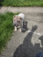 Lydia , a female Chinese Shar-Pei for sale in Rochester, NY – 9 of 10