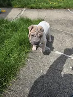 Lydia , a female Chinese Shar-Pei for sale in Rochester, NY – 8 of 10