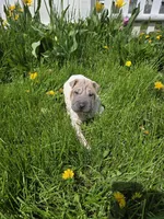 Lydia , a female Chinese Shar-Pei for sale in Rochester, NY – 7 of 10