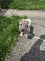 Lydia , a female Chinese Shar-Pei for sale in Rochester, NY – 4 of 10