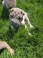 Lydia , a female Chinese Shar-Pei for sale in Rochester, NY – 3 of 10