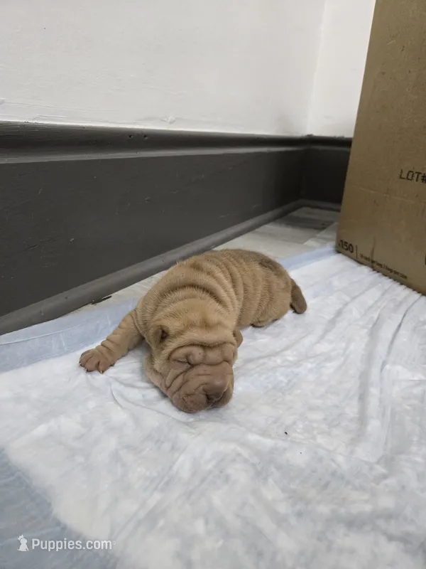 Orange pop – Chinese Shar-Pei puppy for sale in Rochester, NY