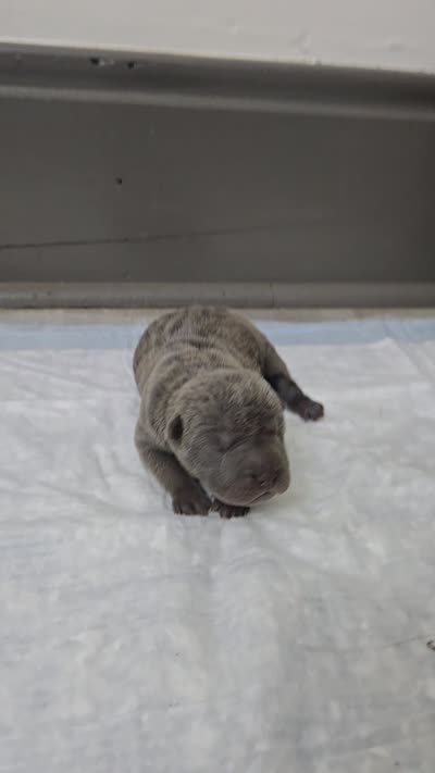 Blueberry pie, a female Chinese Shar-Pei for sale in Rochester, NY – 9 of 9