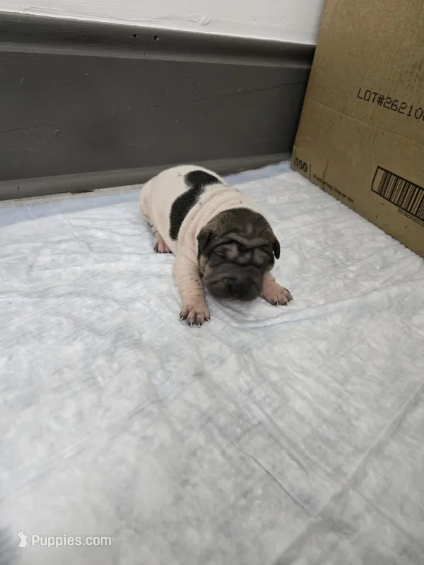 Trident  – Chinese Shar-Pei puppy for sale in Rochester, NY