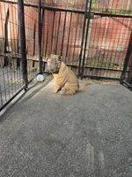 Big mamma , a female Chinese Shar-Pei for sale in Rochester, NY – 9 of 10