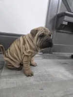 Kookie, a female Chinese Shar-Pei for sale in Rochester, NY – 4 of 8