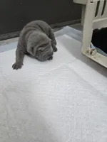 Duck tape , a male Chinese Shar-Pei for sale in Rochester, NY – Photo 9 of 10