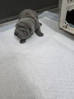 Duck tape , a male Chinese Shar-Pei for sale in Rochester, NY – Photo 6 of 10