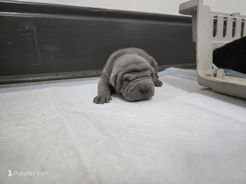 Duck tape  – Chinese Shar-Pei puppy for sale in Rochester, NY