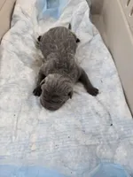 Blue two , a male Chinese Shar-Pei for sale in Rochester, NY – Photo 3 of 8