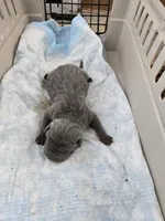 Blue two , a male Chinese Shar-Pei for sale in Rochester, NY – Photo 7 of 8