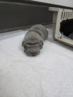 Duck tape , a male Chinese Shar-Pei for sale in Rochester, NY – Photo 4 of 10