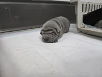 Duck tape , a male Chinese Shar-Pei for sale in Rochester, NY – Photo 3 of 10