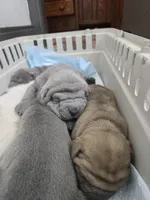 Duck tape , a male Chinese Shar-Pei for sale in Rochester, NY – Photo 8 of 10