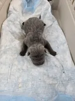 Blue two , a male Chinese Shar-Pei for sale in Rochester, NY – Photo 4 of 8