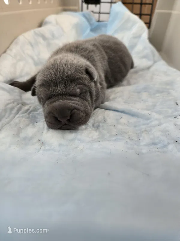 Blue two , a male Chinese Shar-Pei for sale in Rochester, NY – Photo 1 of 8