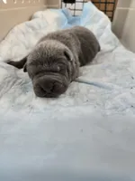 Blue two , a male Chinese Shar-Pei for sale in Rochester, NY – Photo 1 of 8