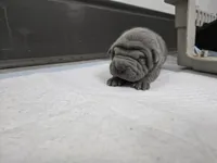 Duck tape , a male Chinese Shar-Pei for sale in Rochester, NY – Photo 7 of 10