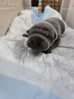 Blue two , a male Chinese Shar-Pei for sale in Rochester, NY – Photo 8 of 8