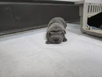 Duck tape , a male Chinese Shar-Pei for sale in Rochester, NY – Photo 5 of 10