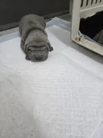 Duck tape , a male Chinese Shar-Pei for sale in Rochester, NY – Photo 10 of 10