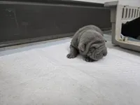 Duck tape , a male Chinese Shar-Pei for sale in Rochester, NY – Photo 2 of 10